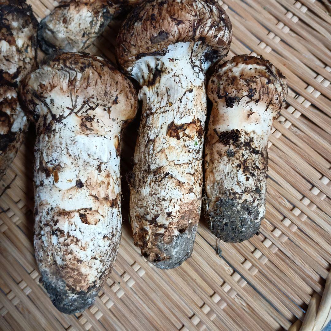 専用松茸450グラム岩手岩泉産10月12日午前取り専用