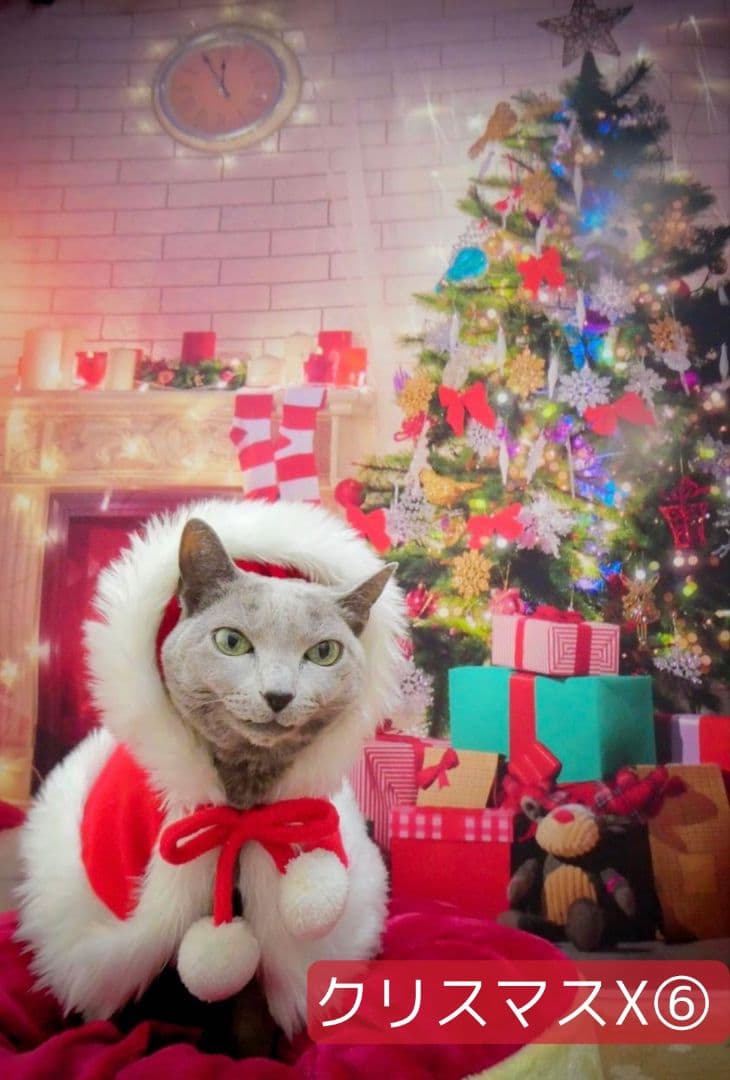 背景布【秋C】サンプル　ペット撮影用　紅葉　イチョウ　トリミングチョーカー販売中