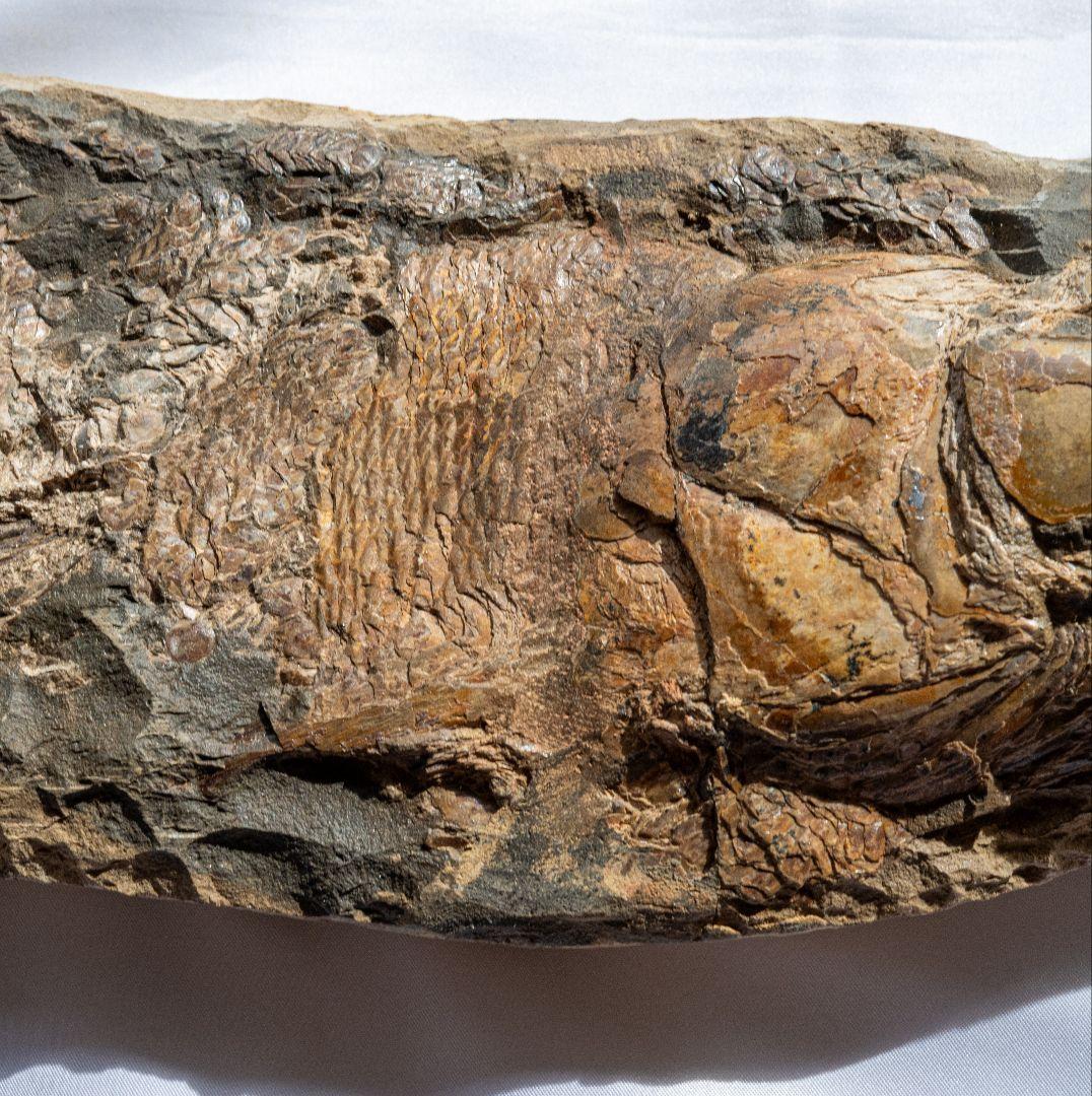 極上 古代魚 パラエロプス 全身 化石 本物 サンタナ層産 67.3cm pe1