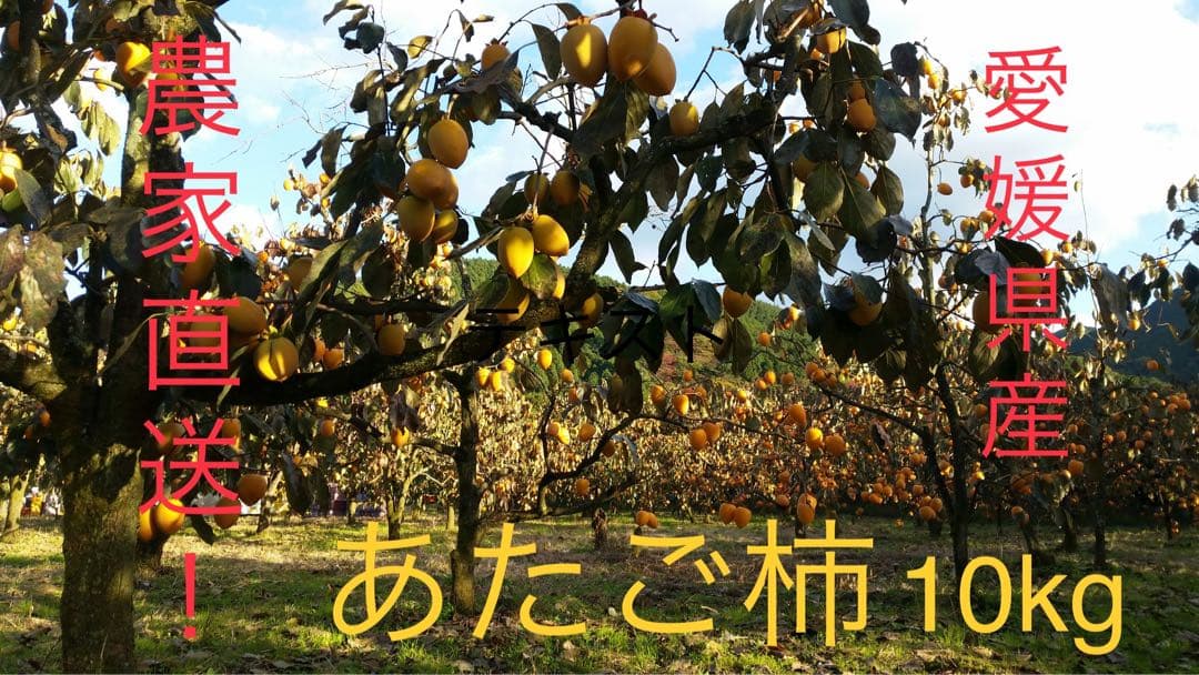 No.306 愛媛県産 愛宕柿 あたご柿 干し柿用 渋柿 約30キロ