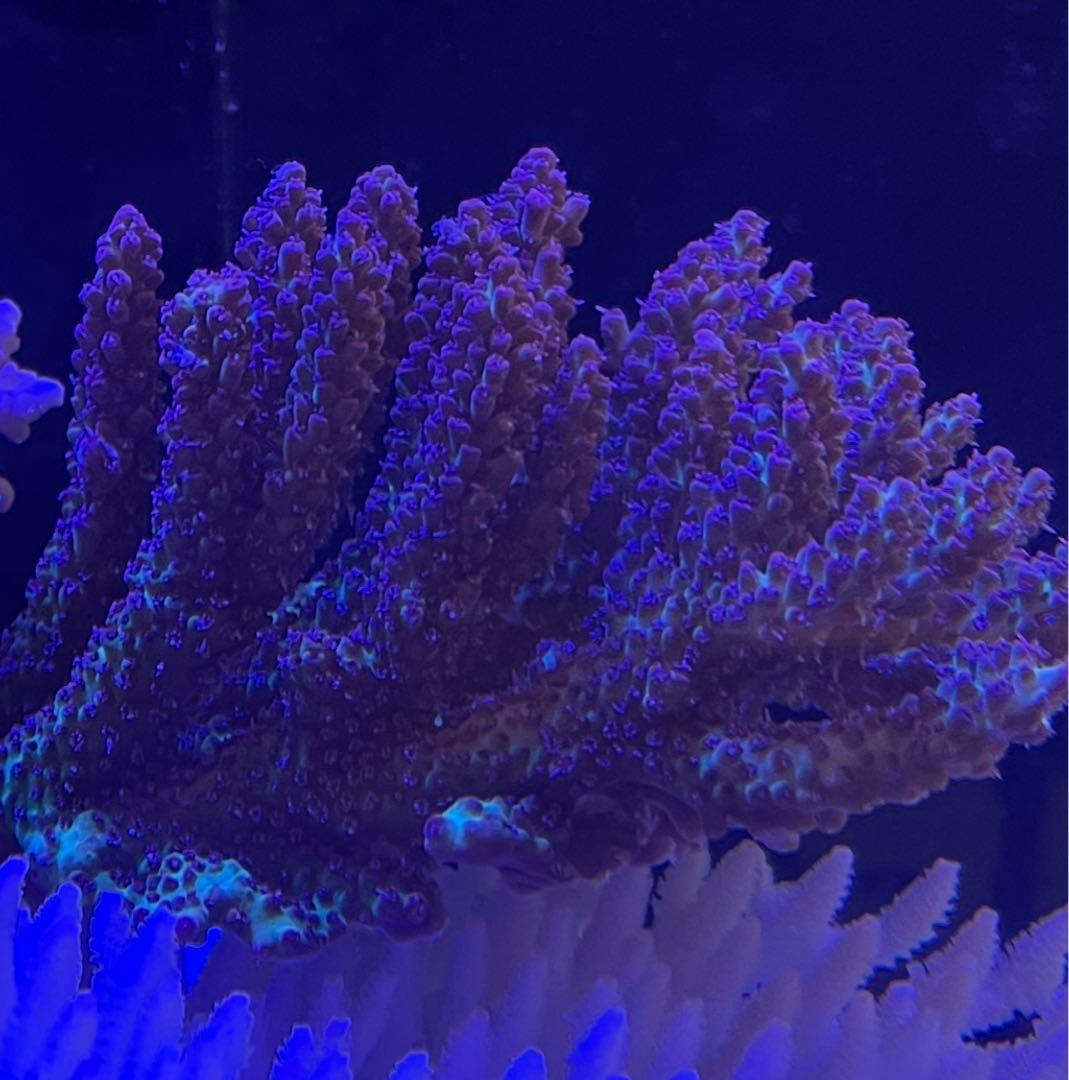 RedSea Reefer170 リーファー 美品　目黒区発送