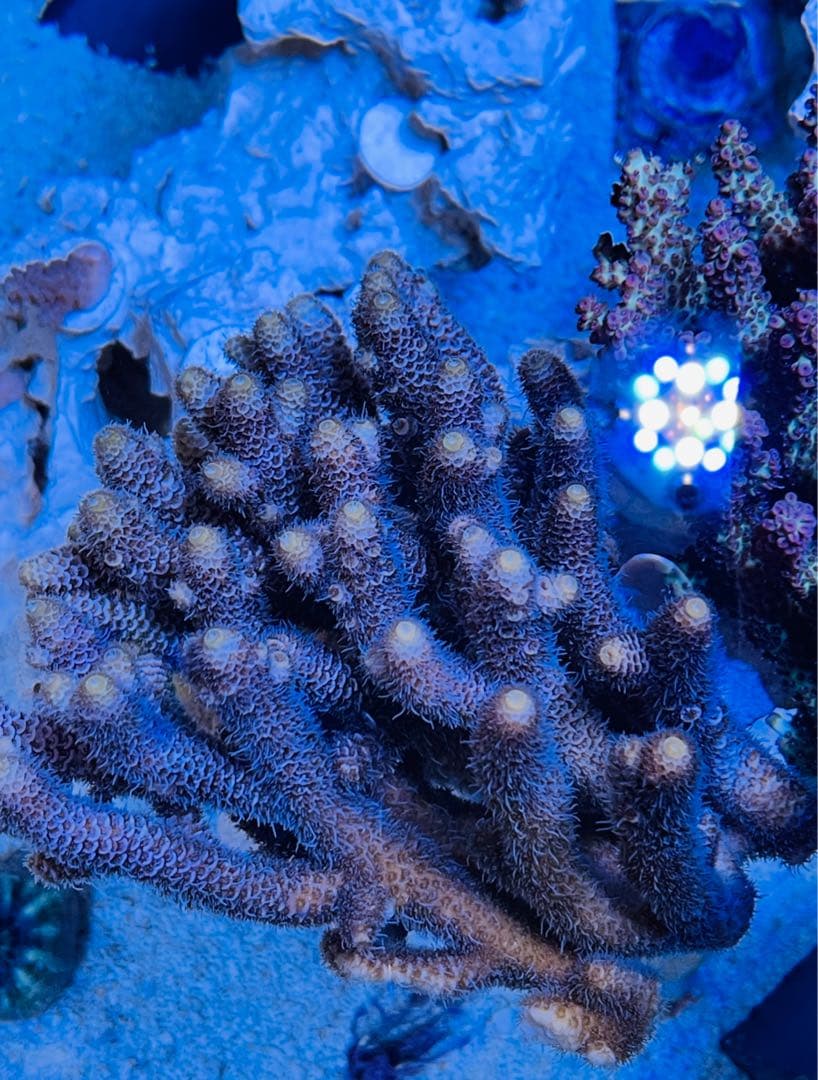 RedSea Reefer170 リーファー 美品　目黒区発送