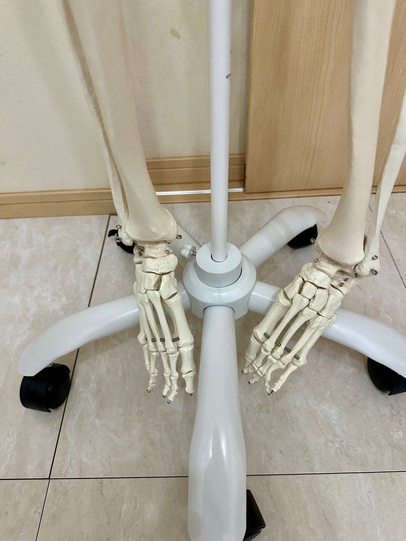 人体模型 約170cm キャスター付き