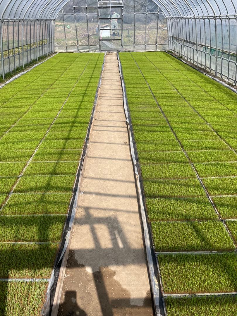 特殊農法⭐︎新米つや姫⭐︎宮城県産⭐︎