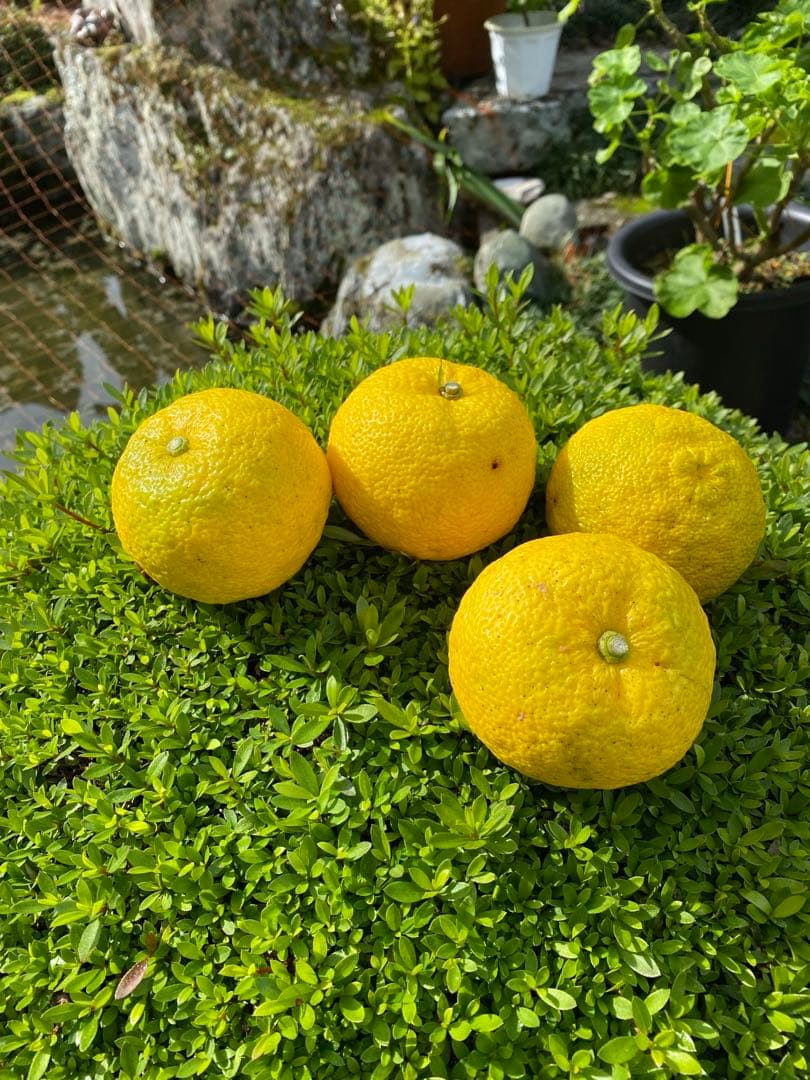 完全無農薬　柚子　ゆず　箱込み10kg ちょっと入ります！