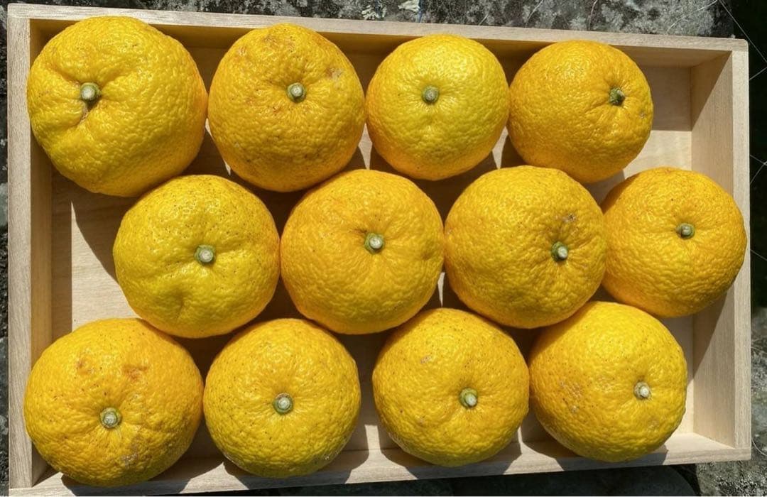 完全無農薬　柚子　ゆず　箱込み10kg ちょっと入ります！
