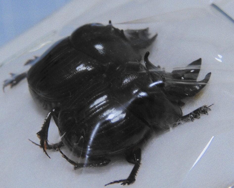 標本 Dungbeetles pair