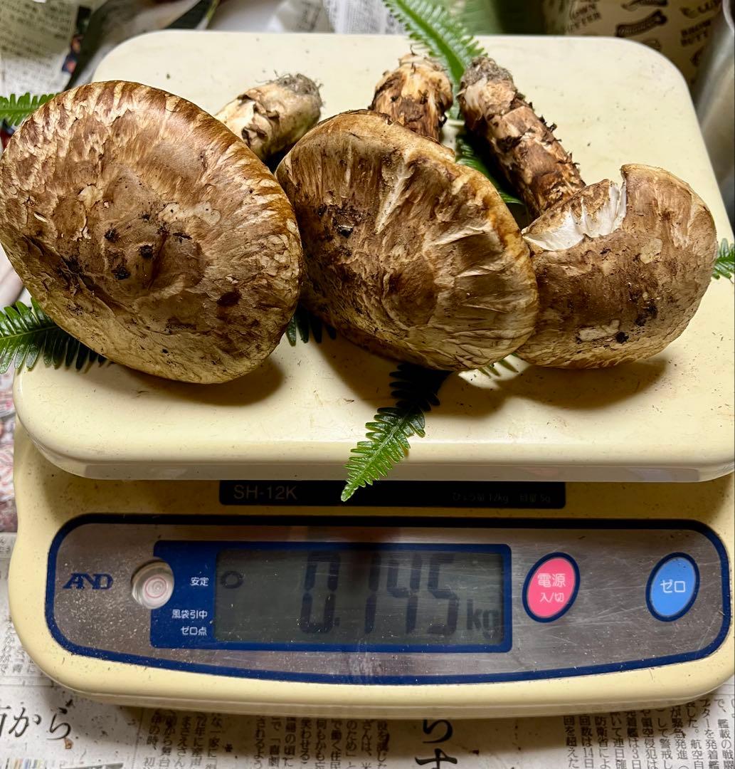 【大阪泉州産】天然松茸 採れたて開き☆3本145g国産