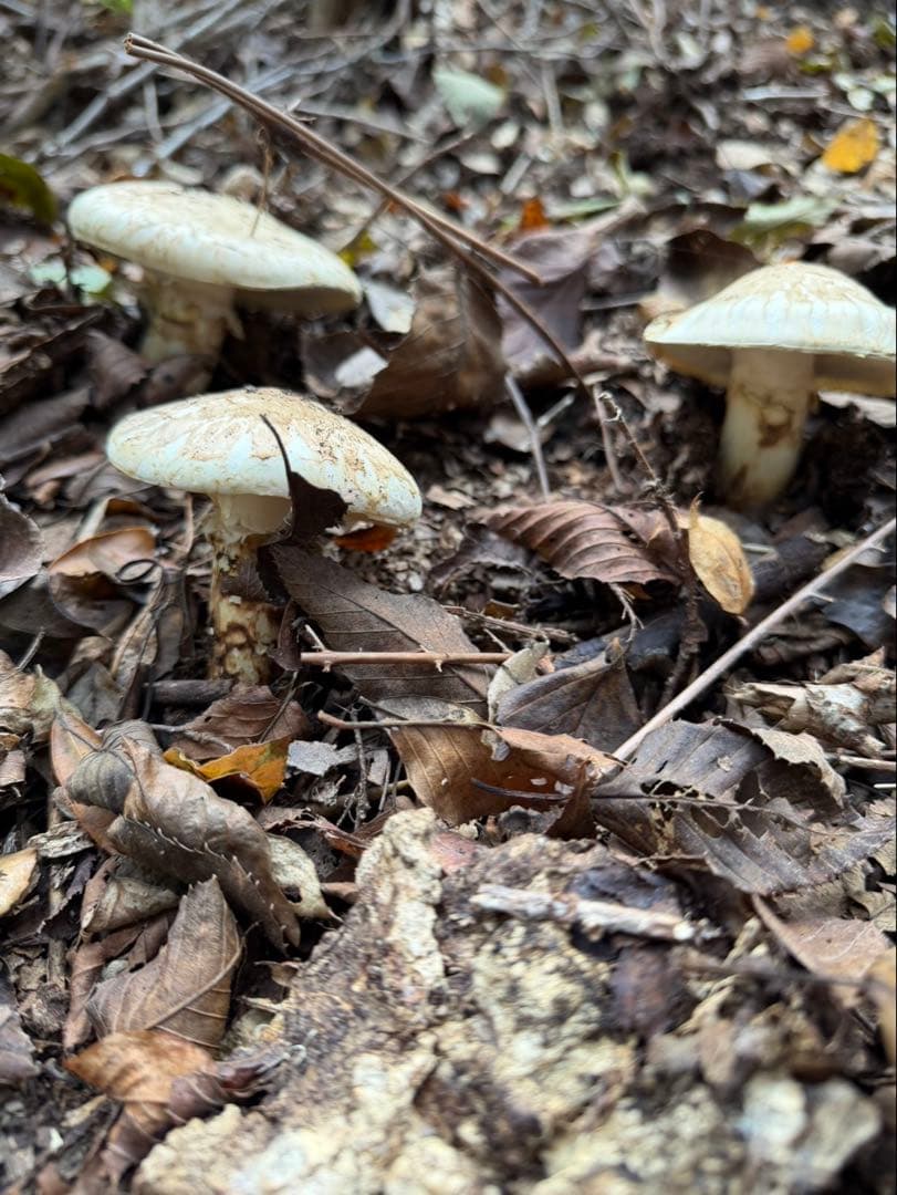 【大阪泉州産】天然松茸 採れたて開き☆3本145g国産