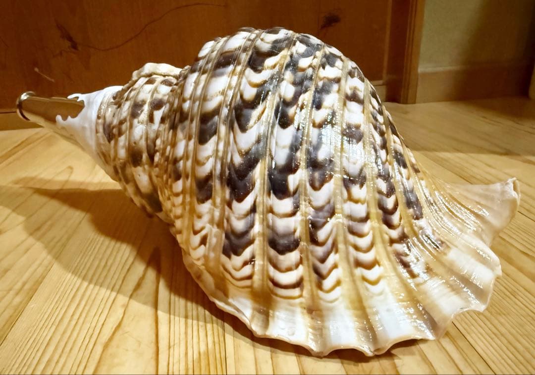 肉厚修験道法螺貝　山伏　密教　魔除け　熊よけ❣️ホラガイ　ほら貝