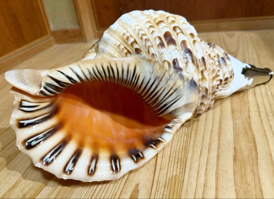 肉厚修験道法螺貝　山伏　密教　魔除け　熊よけ❣️ホラガイ　ほら貝