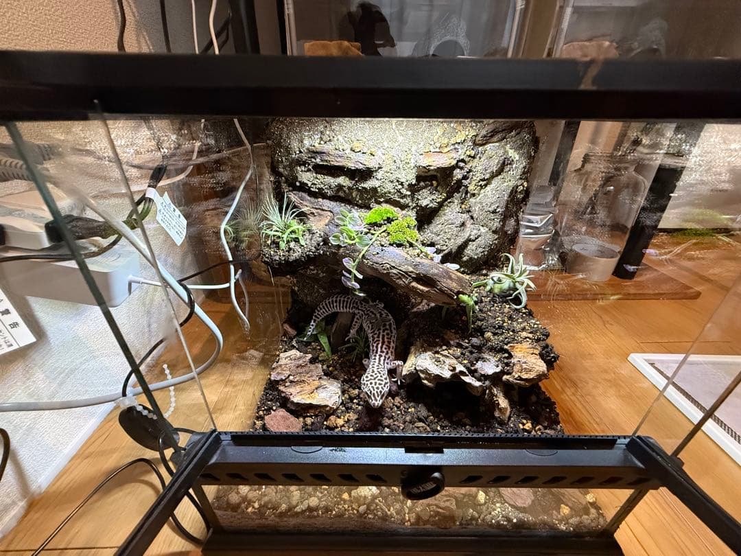 レオパ　ビバリウム