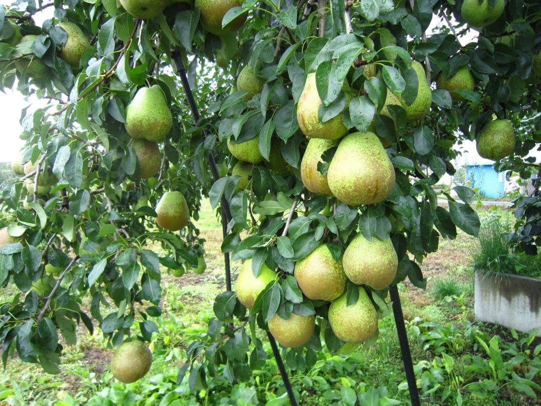 青森県 南部地方産 美味しい洋梨(ヒメンコウ)大きい順に総重量24kgバラ詰め①