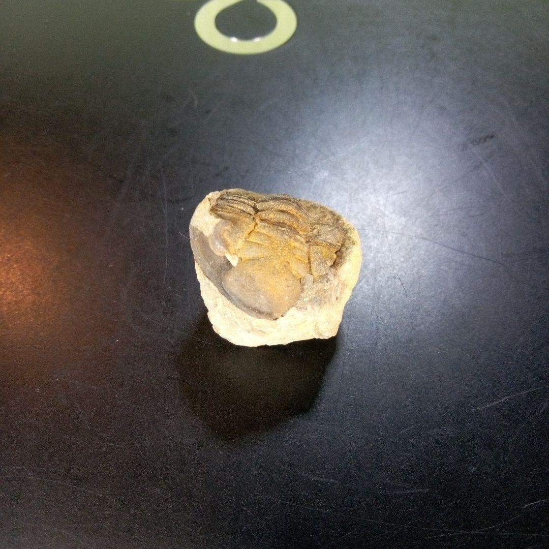 三葉虫　化石　fossil　ボリビア産　trilobite　ボリビア三葉虫郡⑪