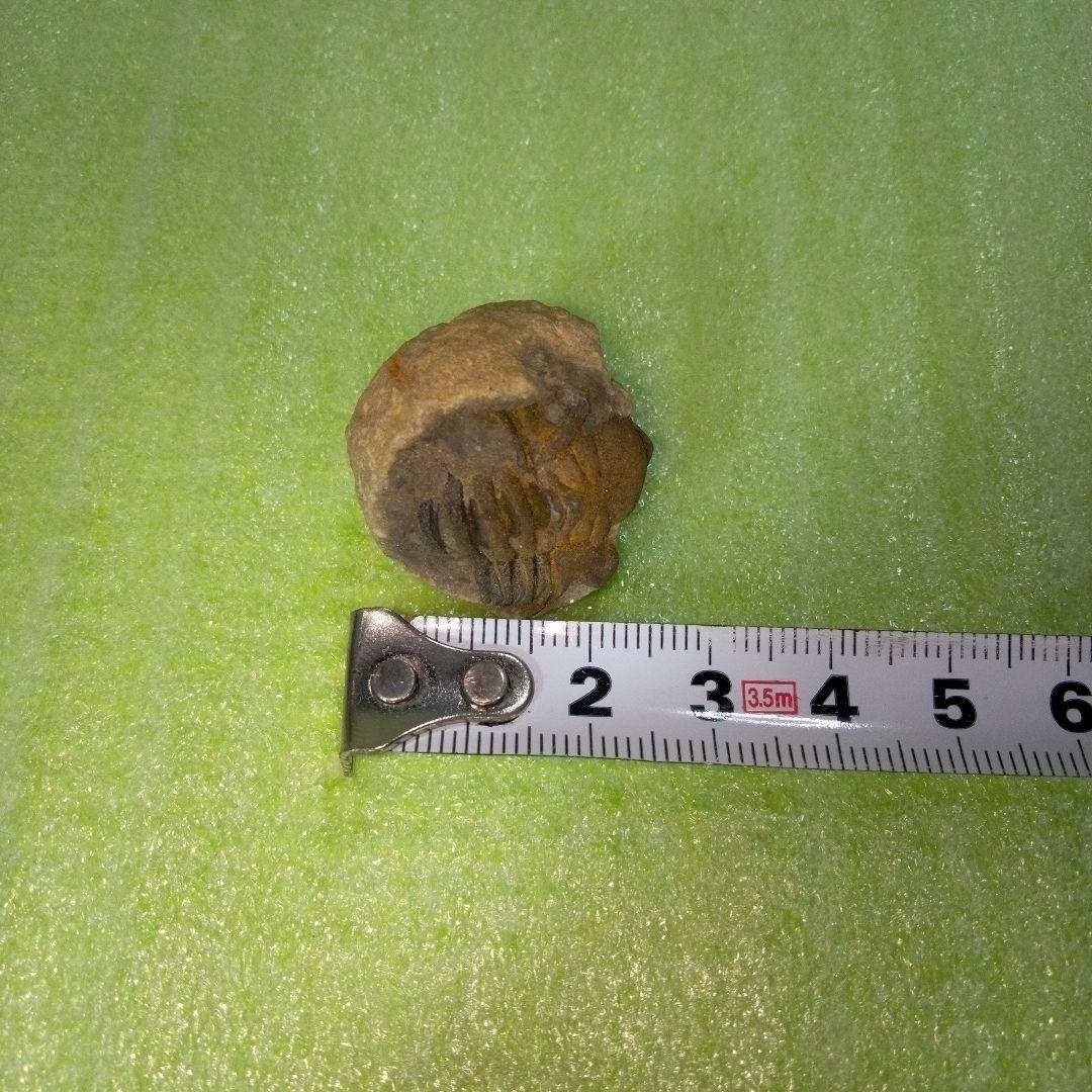 三葉虫　化石　fossil　ボリビア産　trilobite　ボリビア三葉虫郡⑪