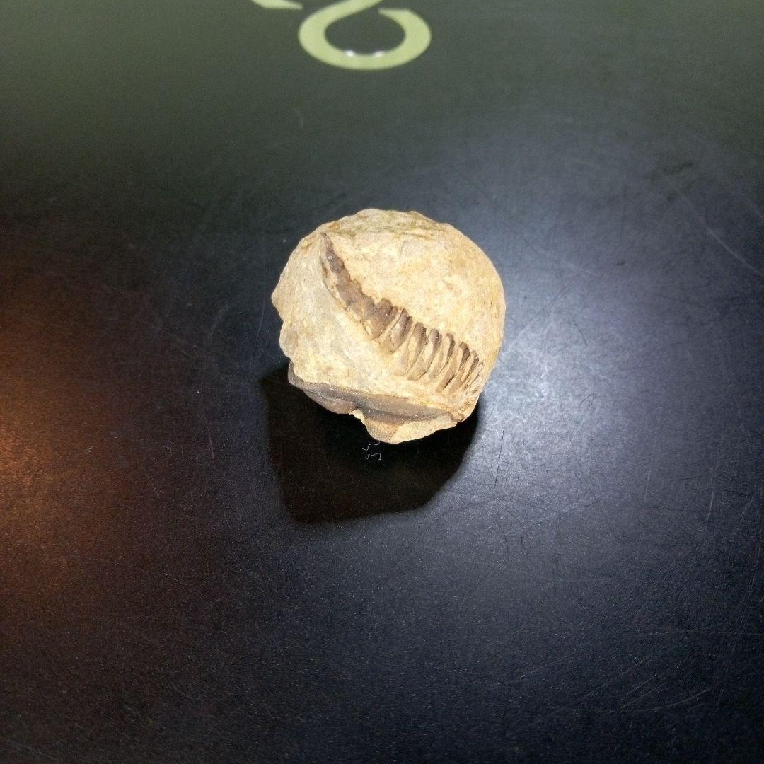 三葉虫　化石　fossil　ボリビア産　trilobite　ボリビア三葉虫郡⑪