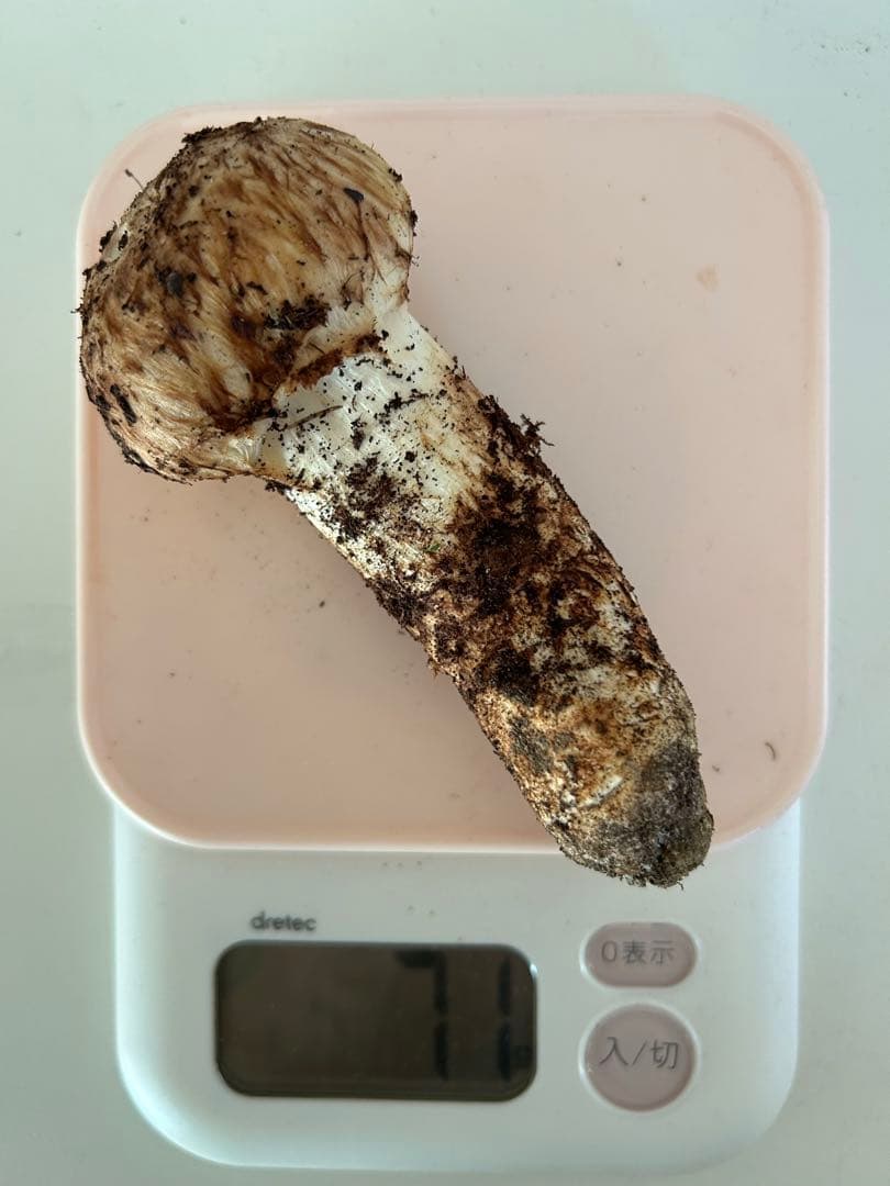 岡山県産松茸送料込み