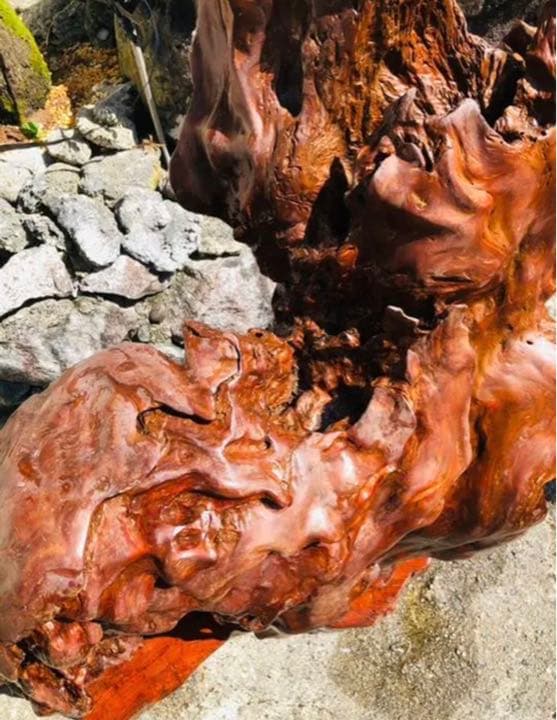 天然木　木の根　置物　オブジェ