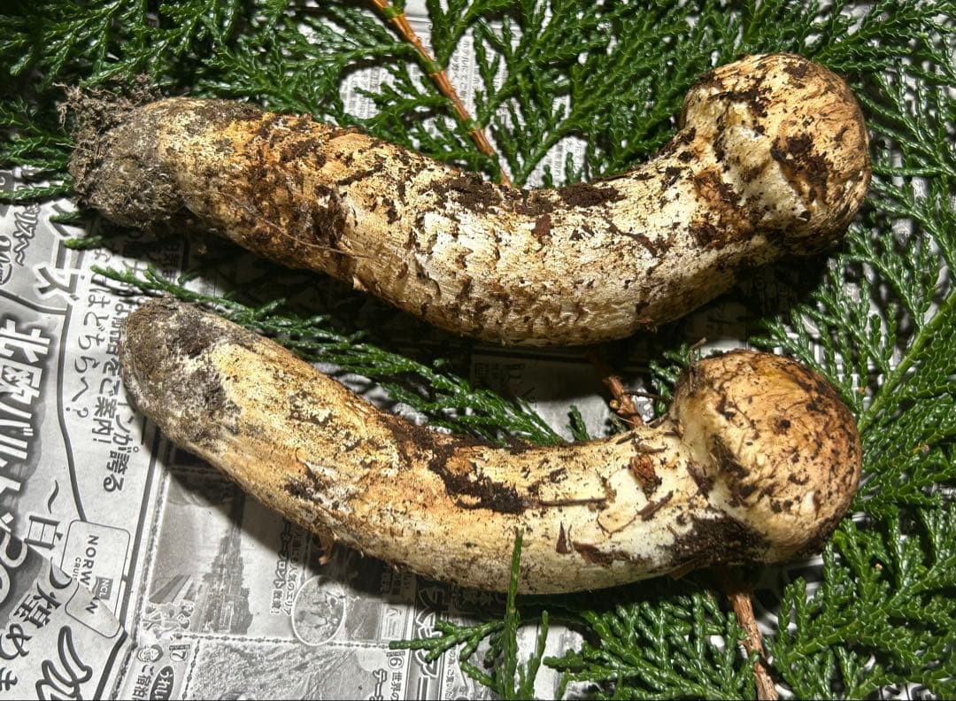 ☆信州産松茸☆今現在約130グラム☆まつたけ☆クール便送料着払い☆国産松茸☆A☆