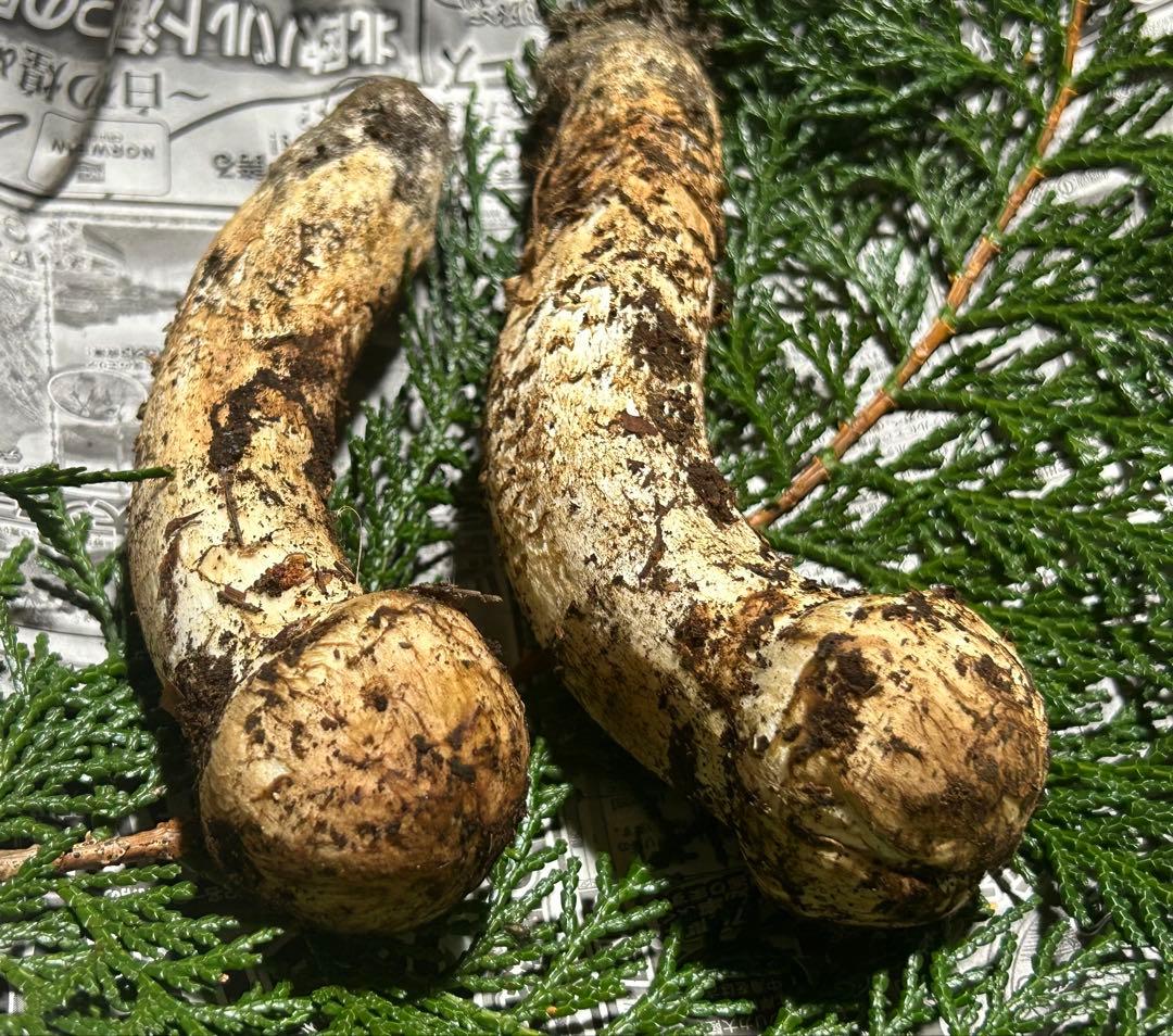 ☆信州産松茸☆今現在約130グラム☆まつたけ☆クール便送料着払い☆国産松茸☆A☆