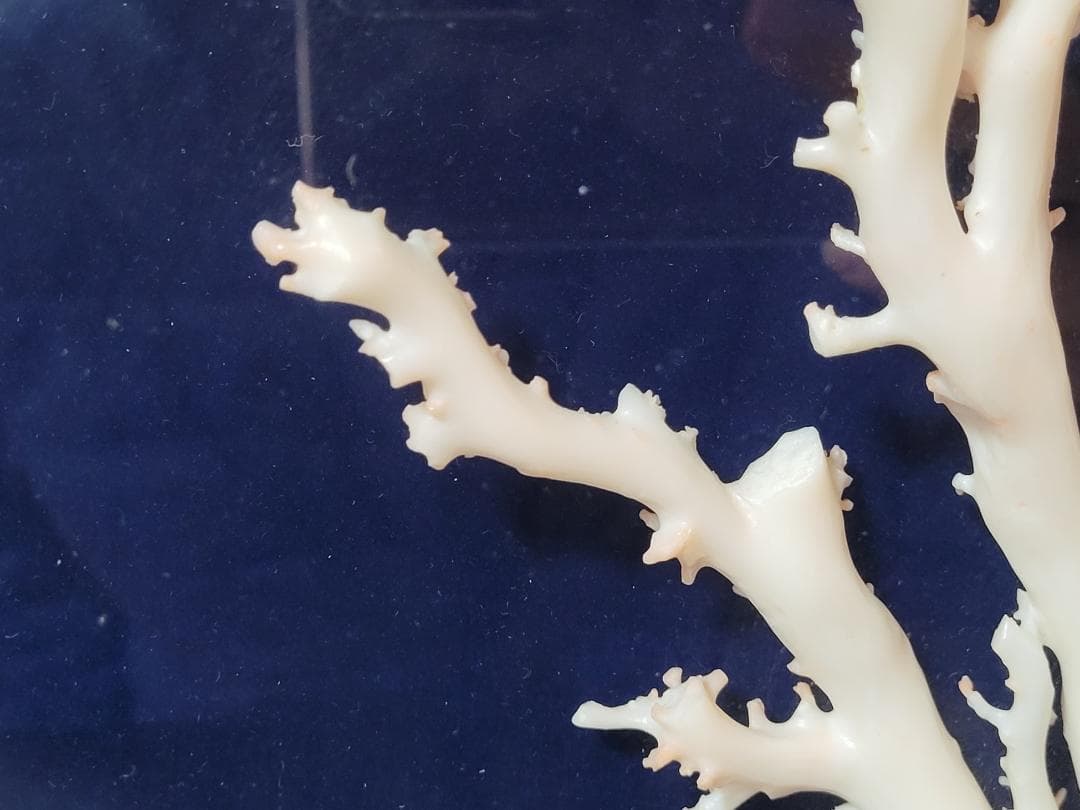 天然希少材料 彫刻 額装 壁飾 置物 横幅約55.8cm