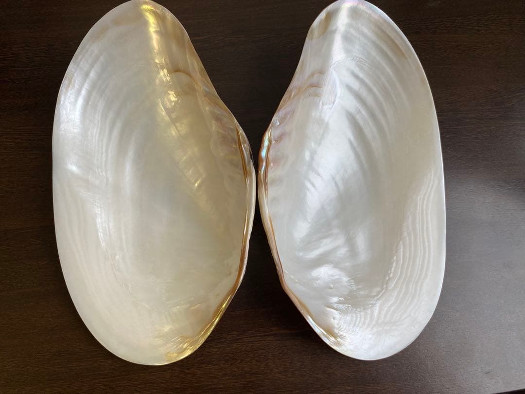 パールシェル貝　2枚　希少サイズ　置物　小物入れ　お皿　アクセサリー磨き上げ済み