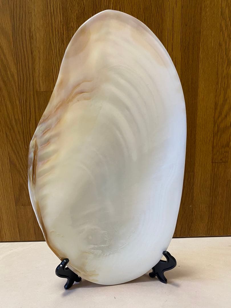 パールシェル貝　2枚　希少サイズ　置物　小物入れ　お皿　アクセサリー磨き上げ済み