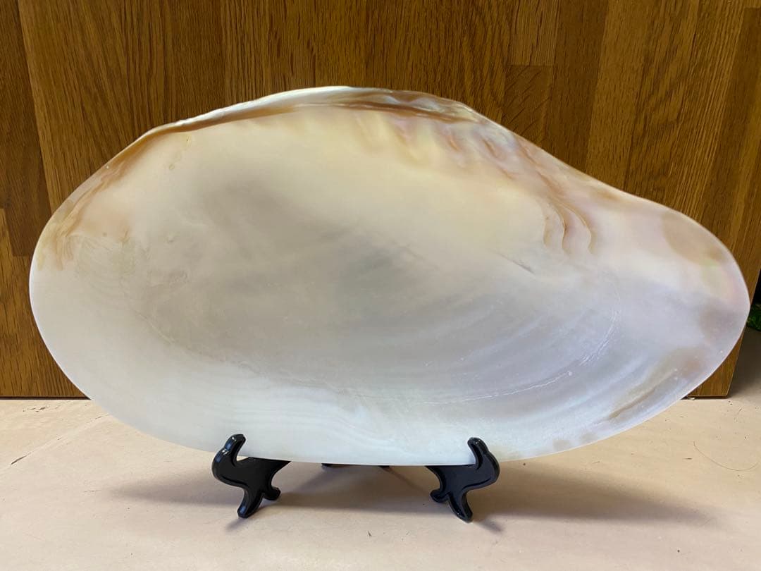 パールシェル貝　2枚　希少サイズ　置物　小物入れ　お皿　アクセサリー磨き上げ済み