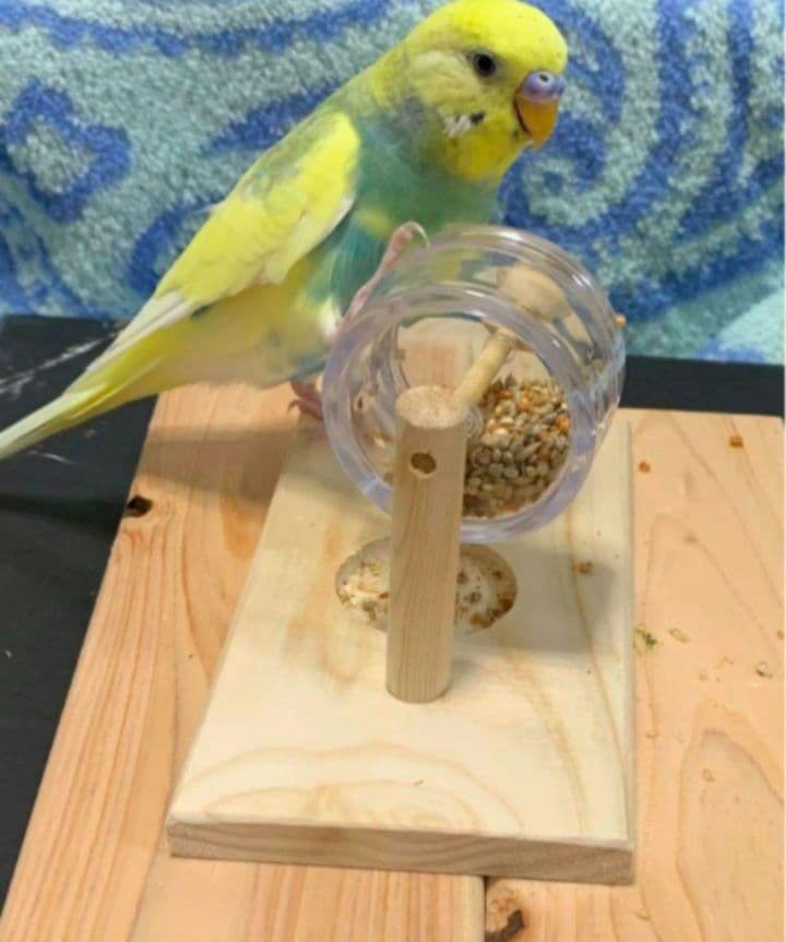 A8　くるくるフォージントイ3点イセット　バードトイ　難易度高め⭐⭐