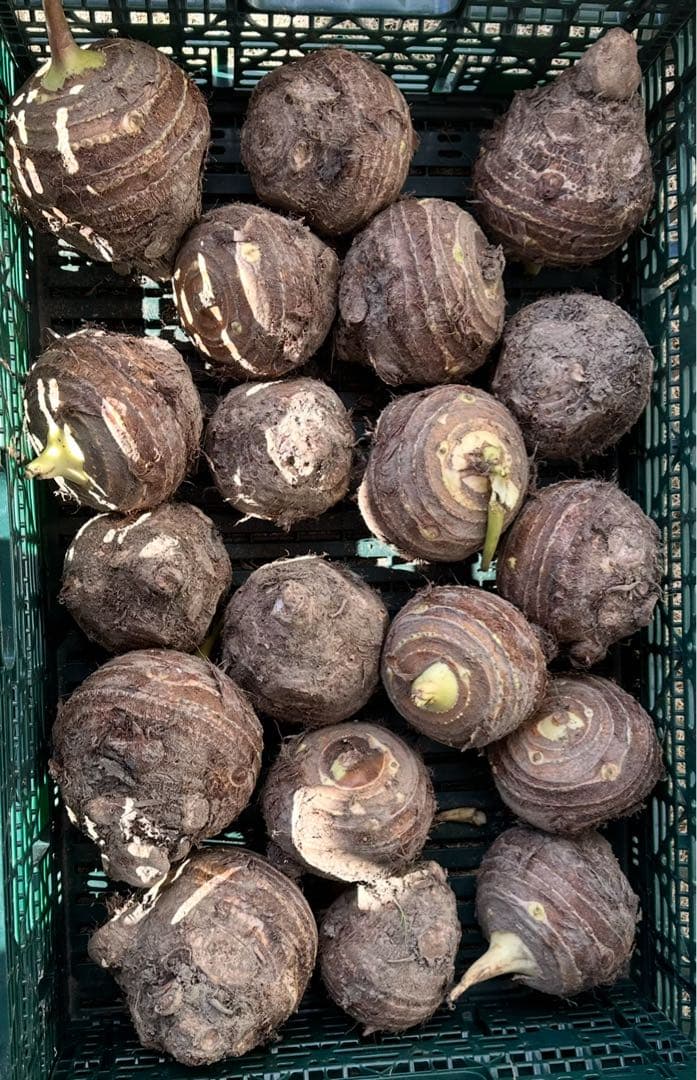 大きサイズ ざらざら里芋10キロ