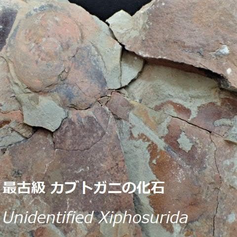 カブトガニの化石 大型で超稀少 モロッコ産 本物保証