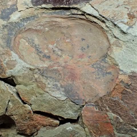 カブトガニの化石 大型で超稀少 モロッコ産 本物保証