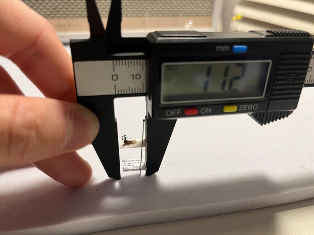 【学名珍々】ヨツコブツノゼミ 標本ボッキディウム・チンチンナブリフェルムハゴロモ