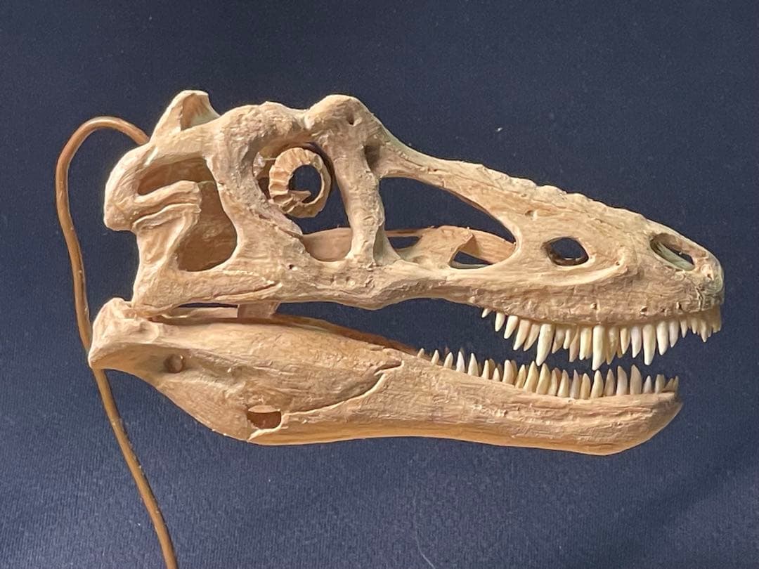 木彫　恐竜　キアンゾウサウルス　頭骨模型　10.5cm