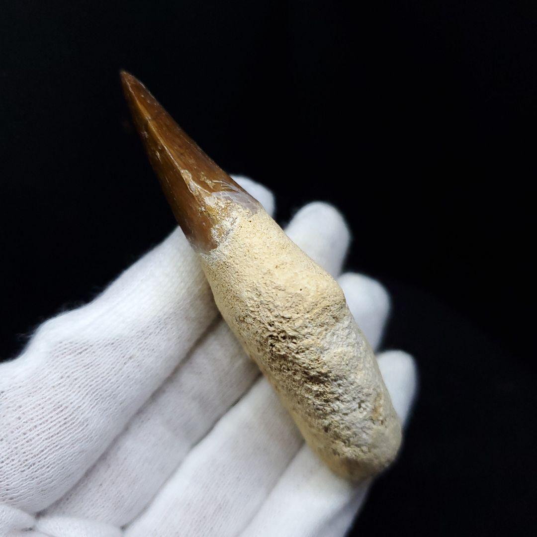 極上 歯根付き モササウルス 化石 歯 本物 74.15mm  mos67