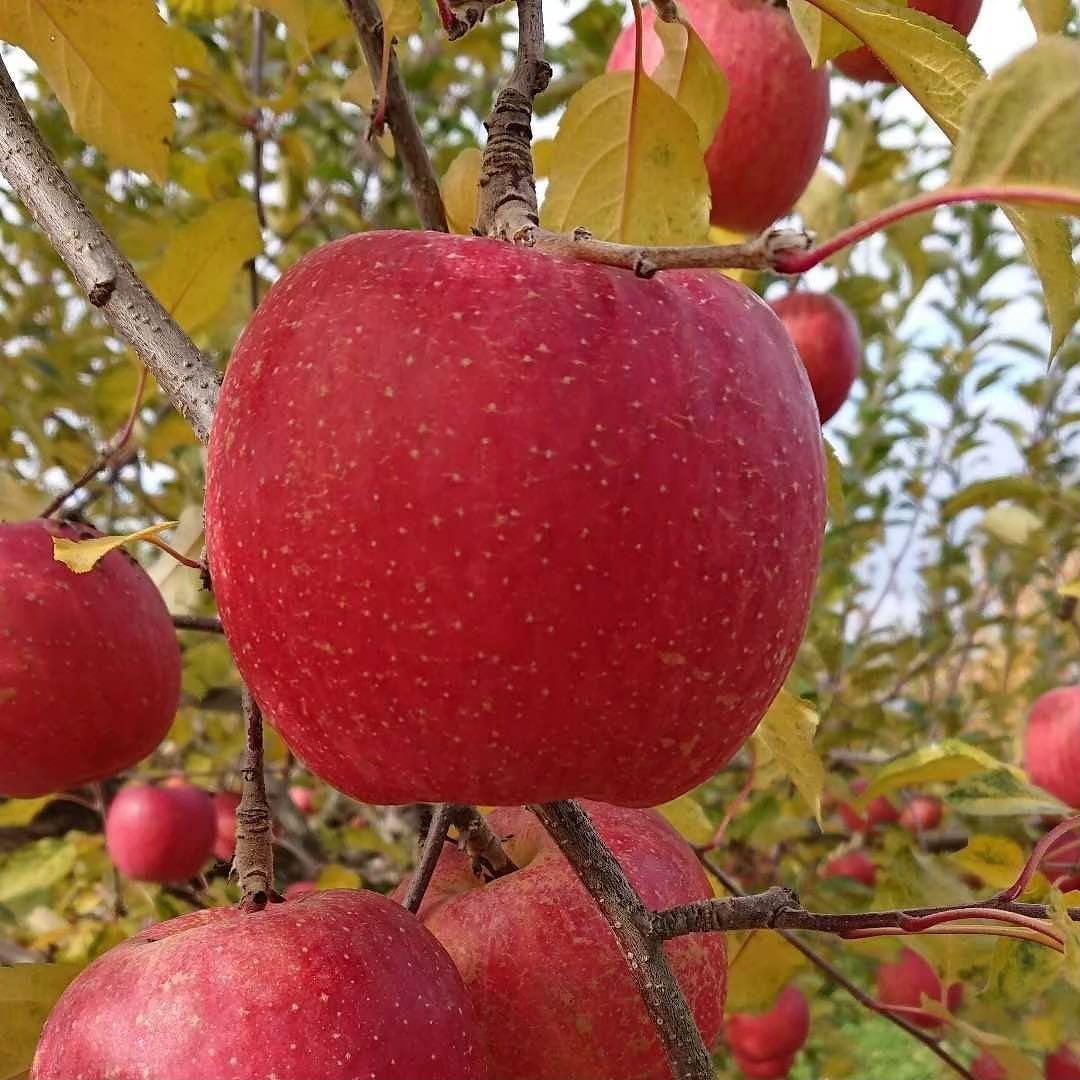 山形県産　サンふじ　贈答用　特秀3キロ１２玉×3箱