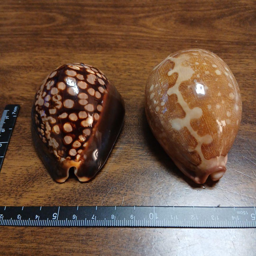 貝殻　タカラガイ