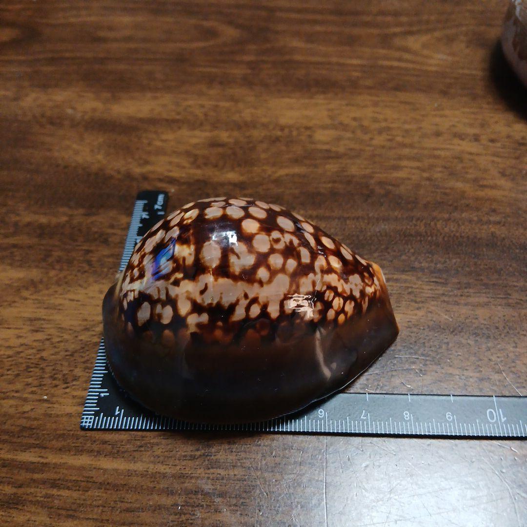 貝殻　タカラガイ