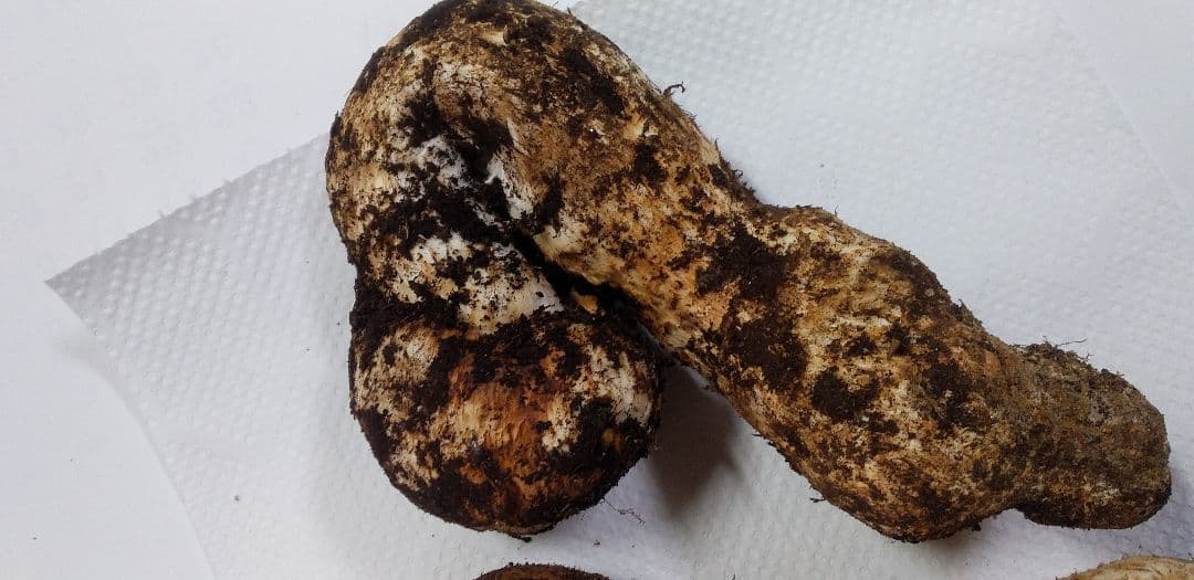 3 　たっぷり　高品質　高鮮度　国産　松茸　長野県　送料込み