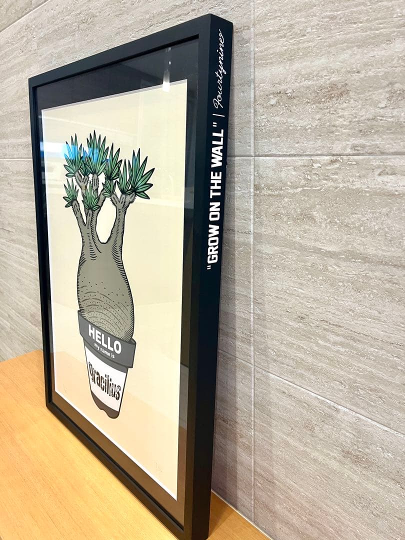 GIRUVI Pachypodium Gracilius グラキリス