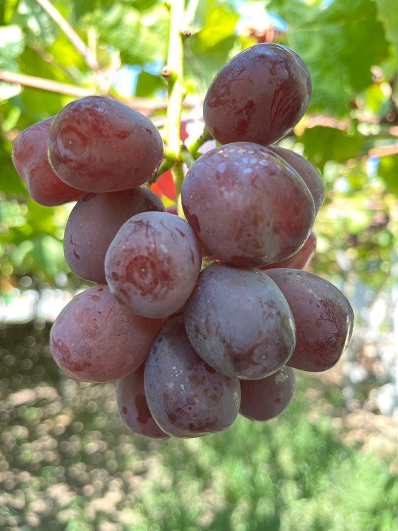 ✨Jinくん ママさん✨ 山梨県産　富士の輝き　シャイン　我が道