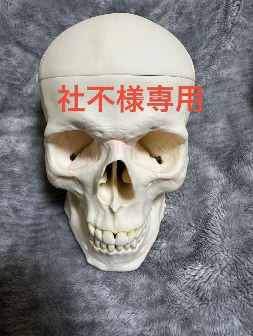 SOMSO 頭蓋骨模型 解剖模型 医学/歯科教材