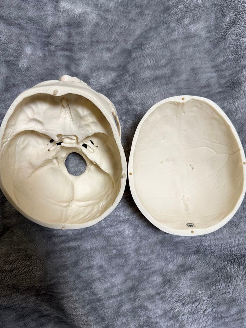 SOMSO 頭蓋骨模型 解剖模型 医学/歯科教材