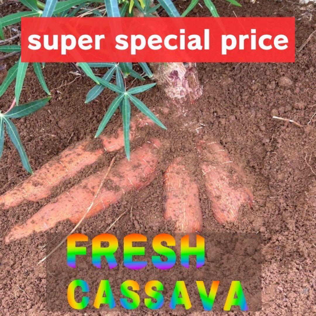 約19kg〜20kg『Be l j u n c o c m i m