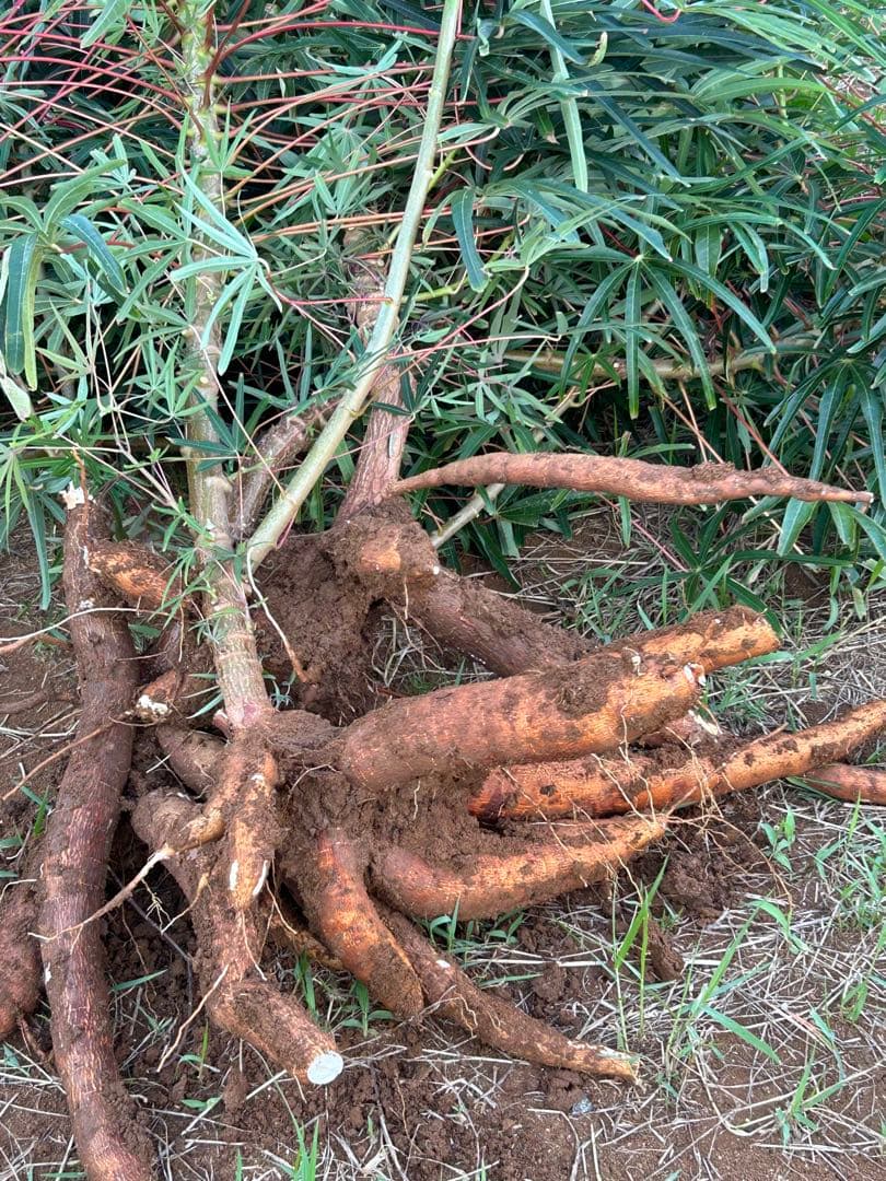 約19kg〜20kg『Be l j u n c o c m i m