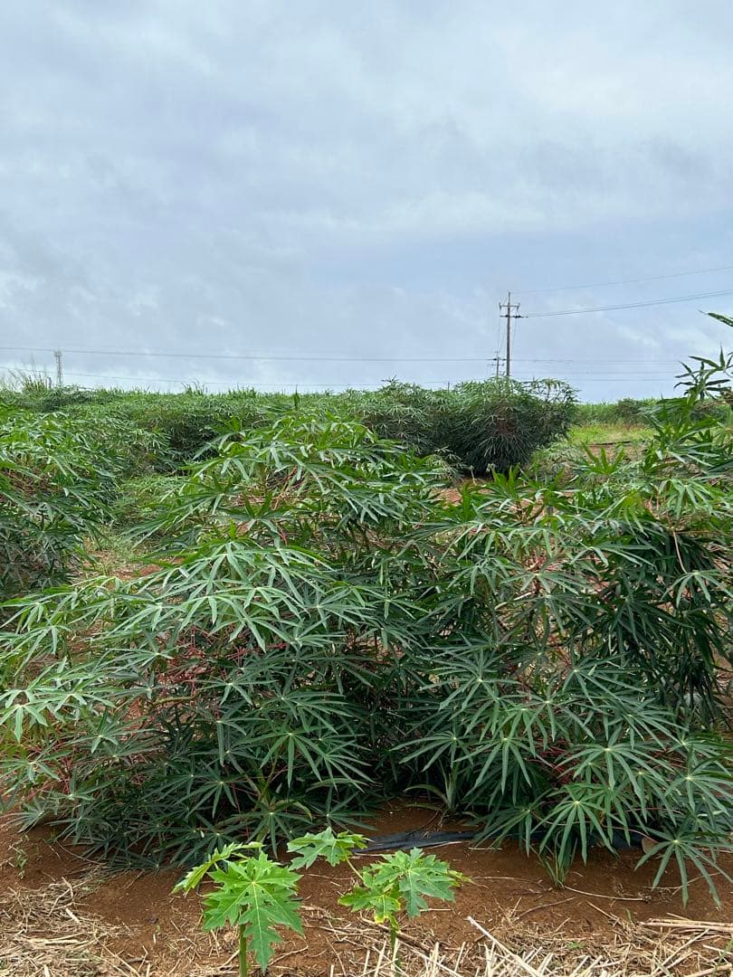 約19kg〜20kg『Be l j u n c o c m i m