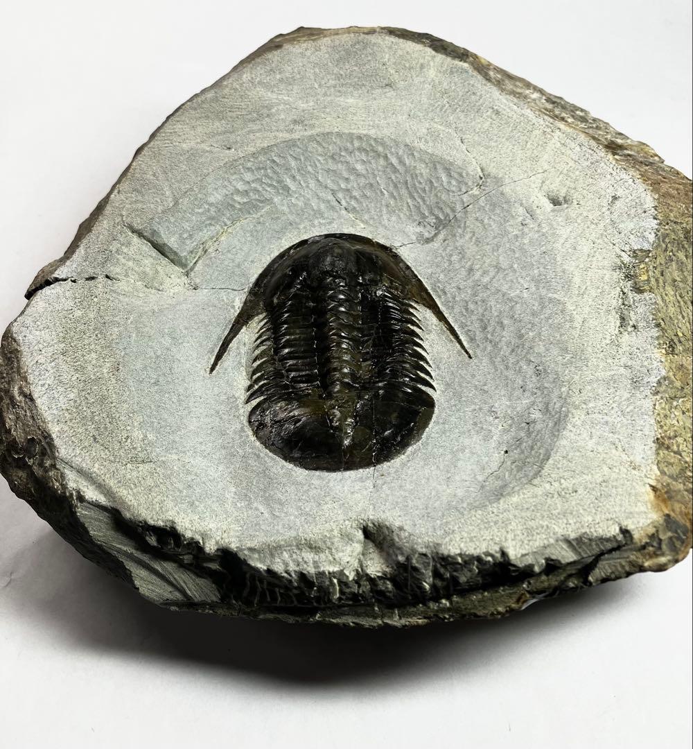 三葉虫　化石　Anomocarella