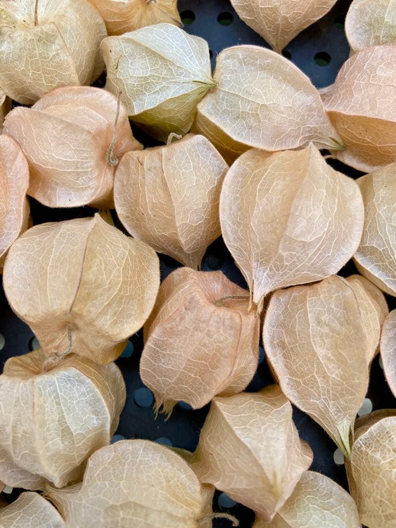 専用出品です 食用ほおずきトマチロコサックパイナップル2kg 10/5日発送