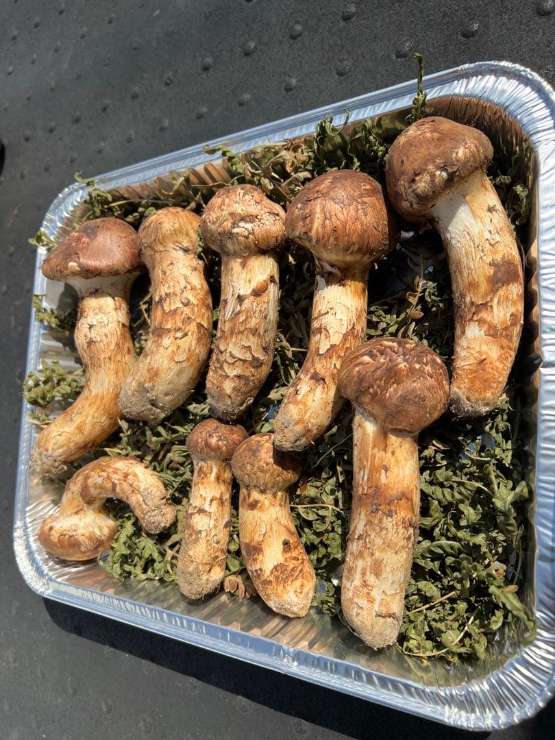 岩手県産 松茸 極上　最終値下げ taka@