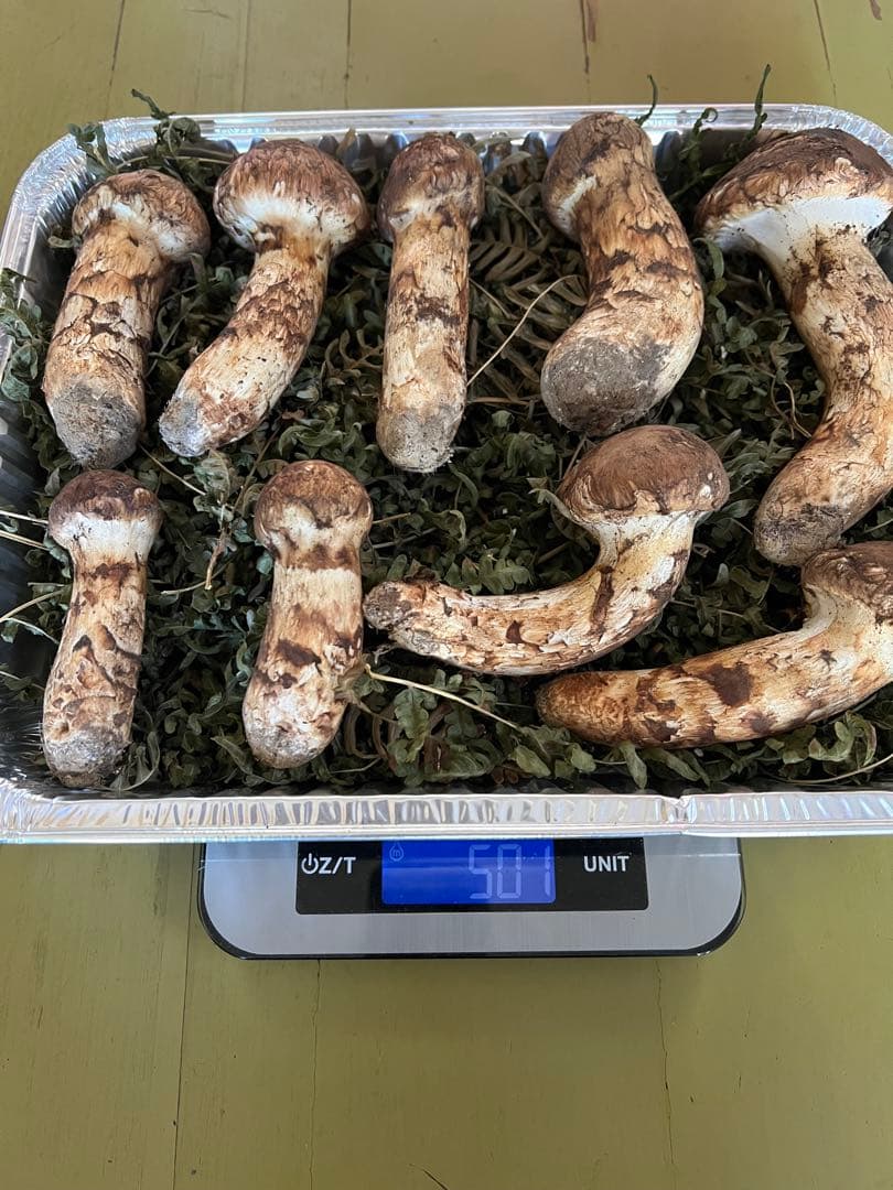 岩手県産 松茸 極上　最終値下げ taka@
